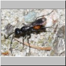 Priocnemis melanosoma - Wegwespe w02c 8mm OS-Wallenhorst-Tongrube-Lehmwiese-det.jpg